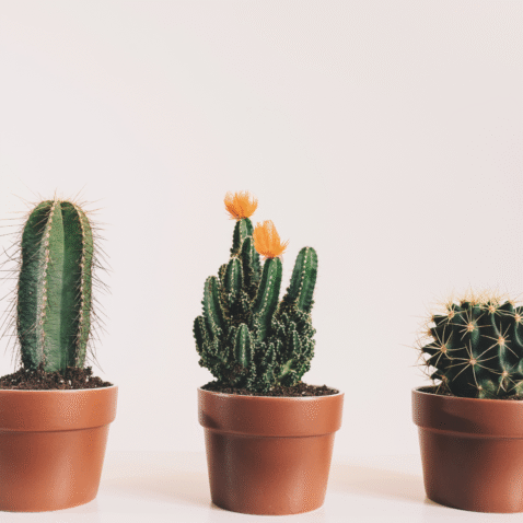 Photo of 3 cactuses lined up in terra cotta pots against a beige background.